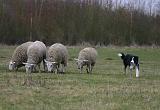 BORDER COLLIE - MOUTONS 056